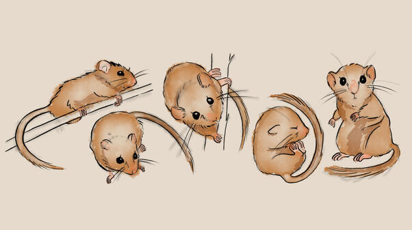 The Little Visitor Dormouse