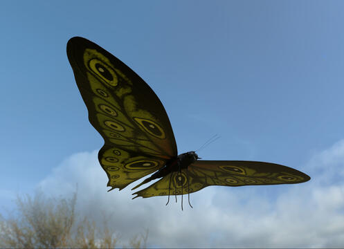 Butterfly 2